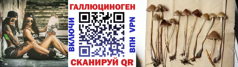 Купить где  Ногинск  Галлюциногенные грибы Cubensis 